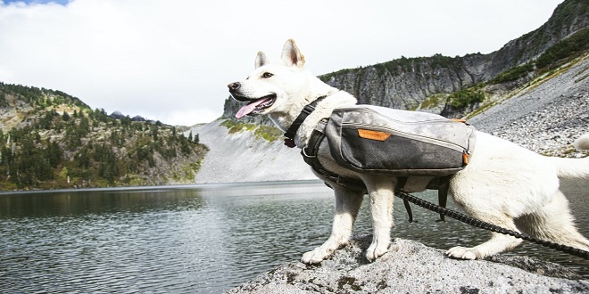 How to Hike with a Dog