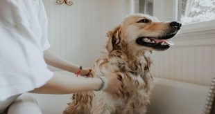 Common Problems Dogs Go Through and Some Home Remedies For Them