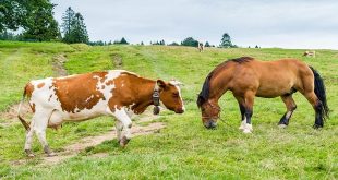 Everything You Need to Know About Caring for Your Horses & Cattle