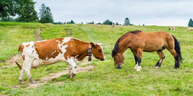 Everything You Need to Know About Caring for Your Horses & Cattle