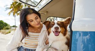 Hound Dog Highway How to Survive a Long Road Trip with Your Dog