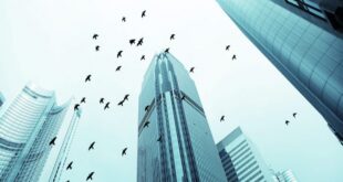 Birds Fly Higher Than Buildings, And Here’s Why