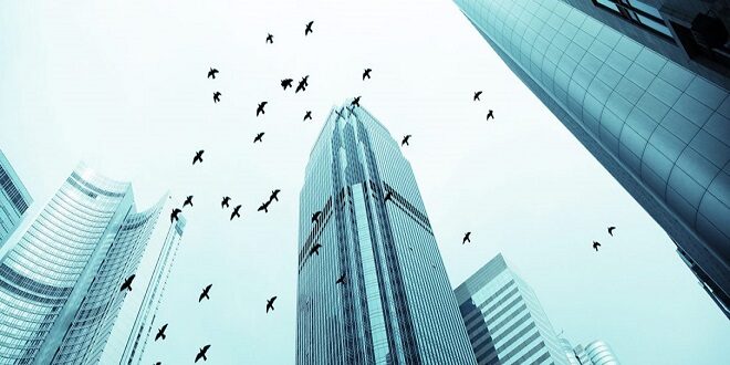 Birds Fly Higher Than Buildings, And Here’s Why